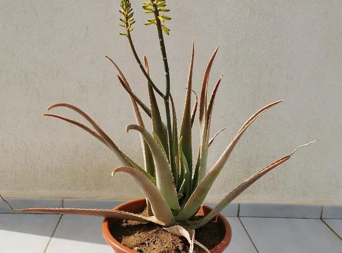Nyaraló Relax 2 A 10 Minutos De Corralejo *