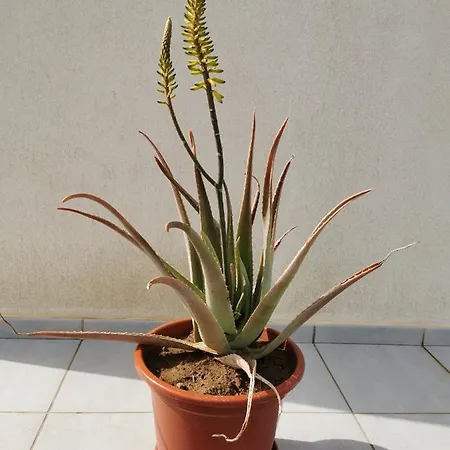 Ferienhaus Relax 2 A 10 Minutos De Corralejo *
